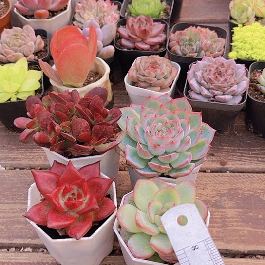 紫蝶。罗卡 泡芙。侧影