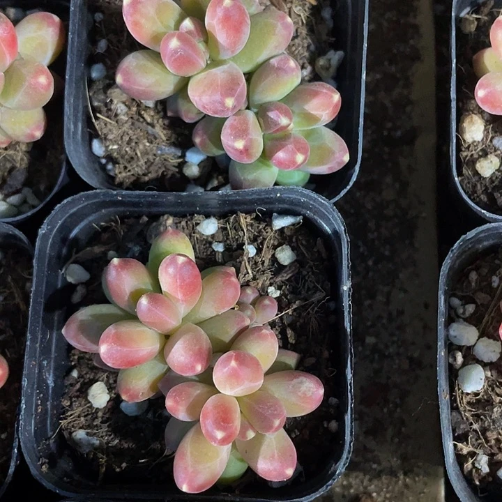 双头千代田带盆土发