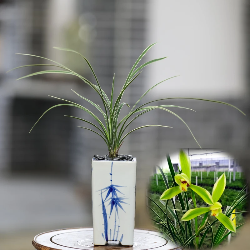 兰花苗春兰皎月带盆栽好室内绿植盆栽兰花四季花卉浓香