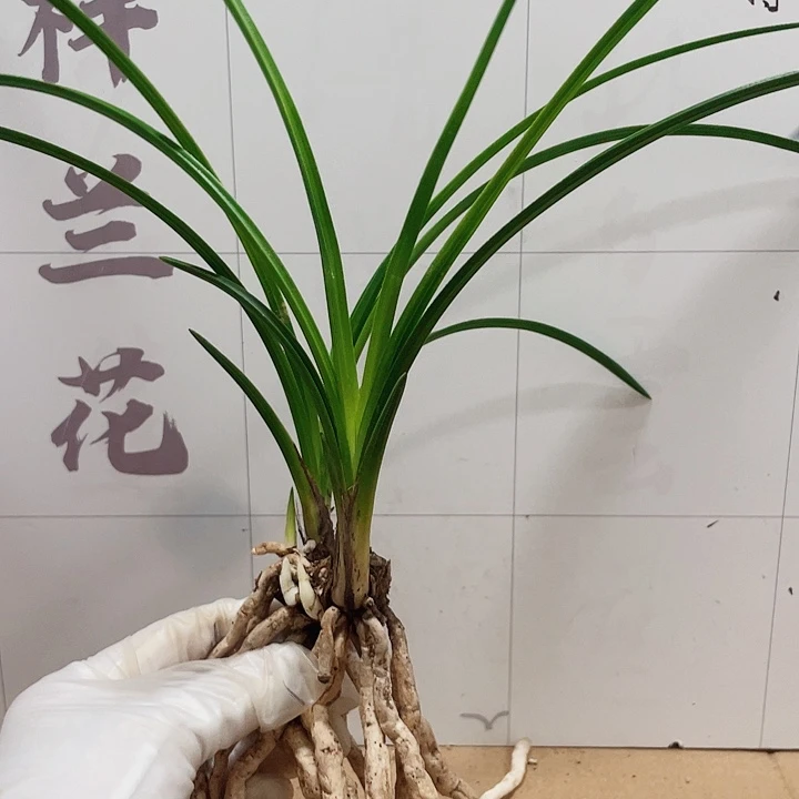 当前无花栽培后可以开花利*
