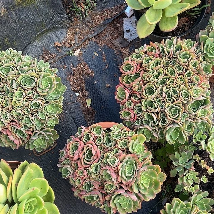 高贵1个多肉植物实物