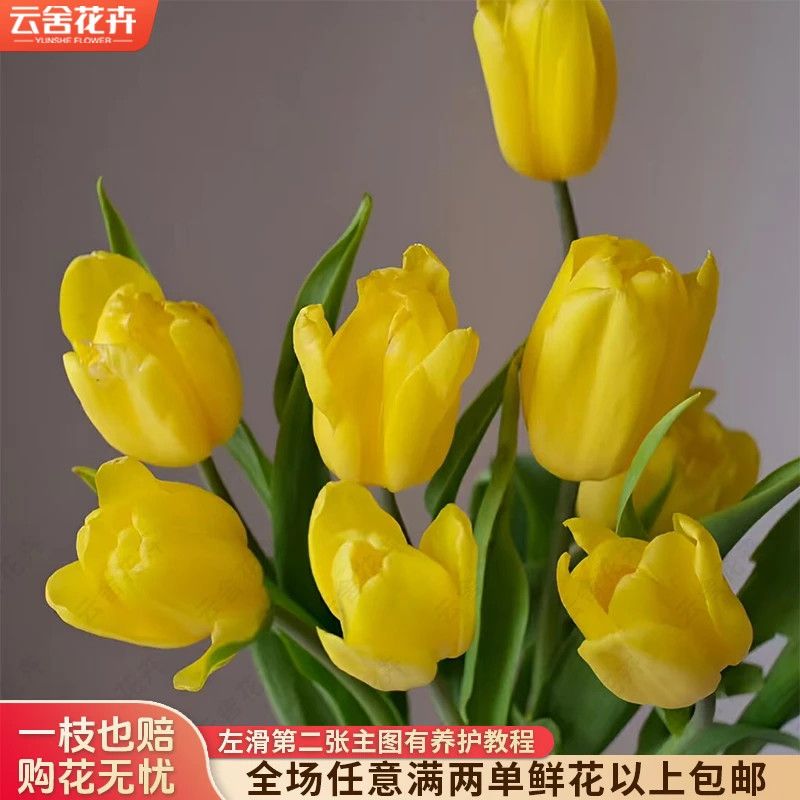 【云舍花卉】【强金】郁金香 全场任意满两单及以上鲜花包邮发货