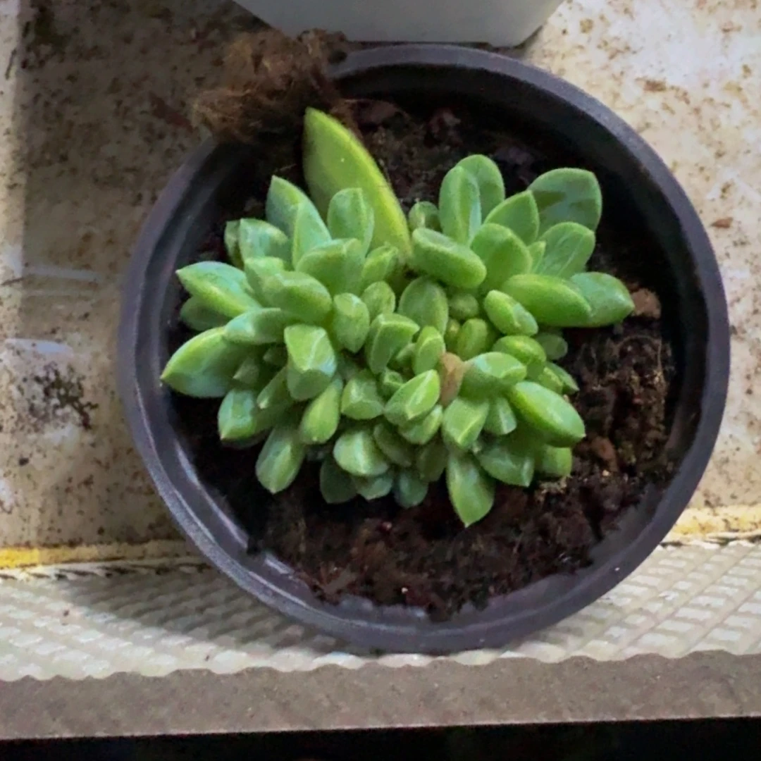 水晶萝莉 叶插 一物一拍