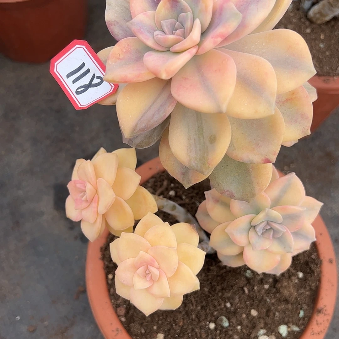 118号紫乐锦一物一拍