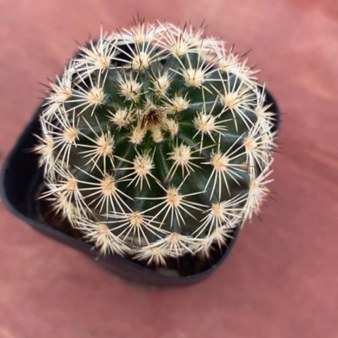 实生虾单4仙人球