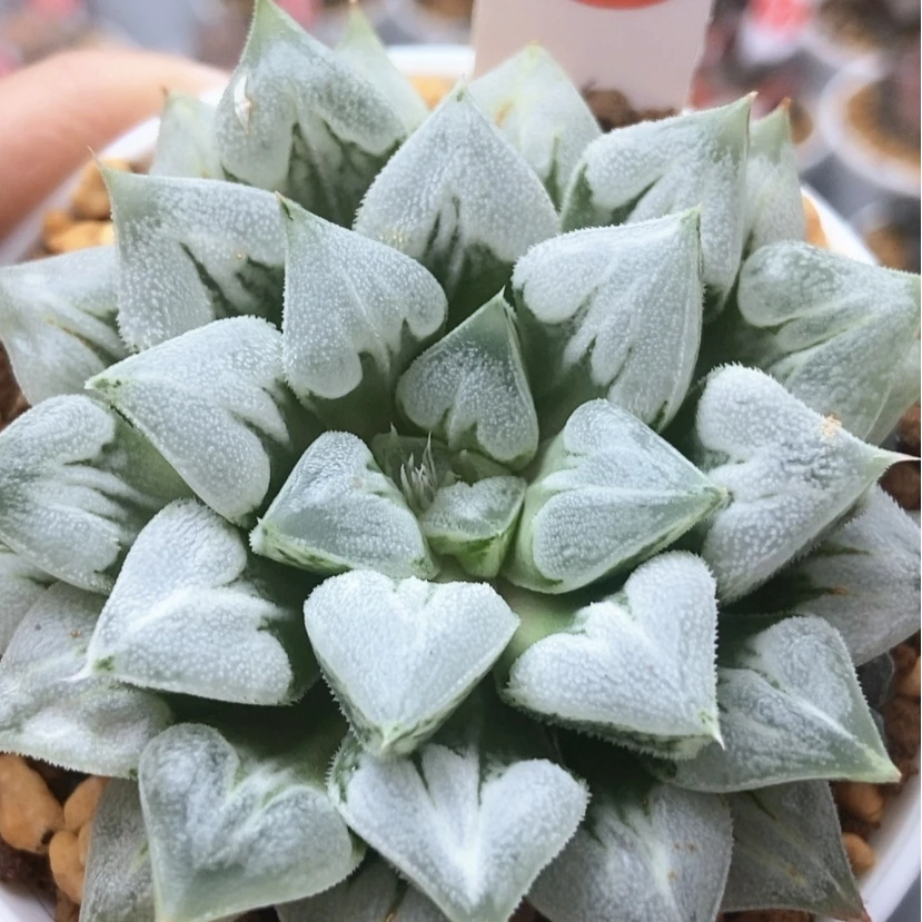 【闪购商品】爱心寿12