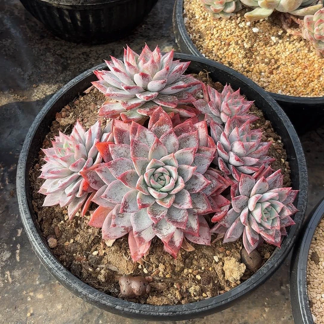 尧***尧东云杂交多肉植物多肉