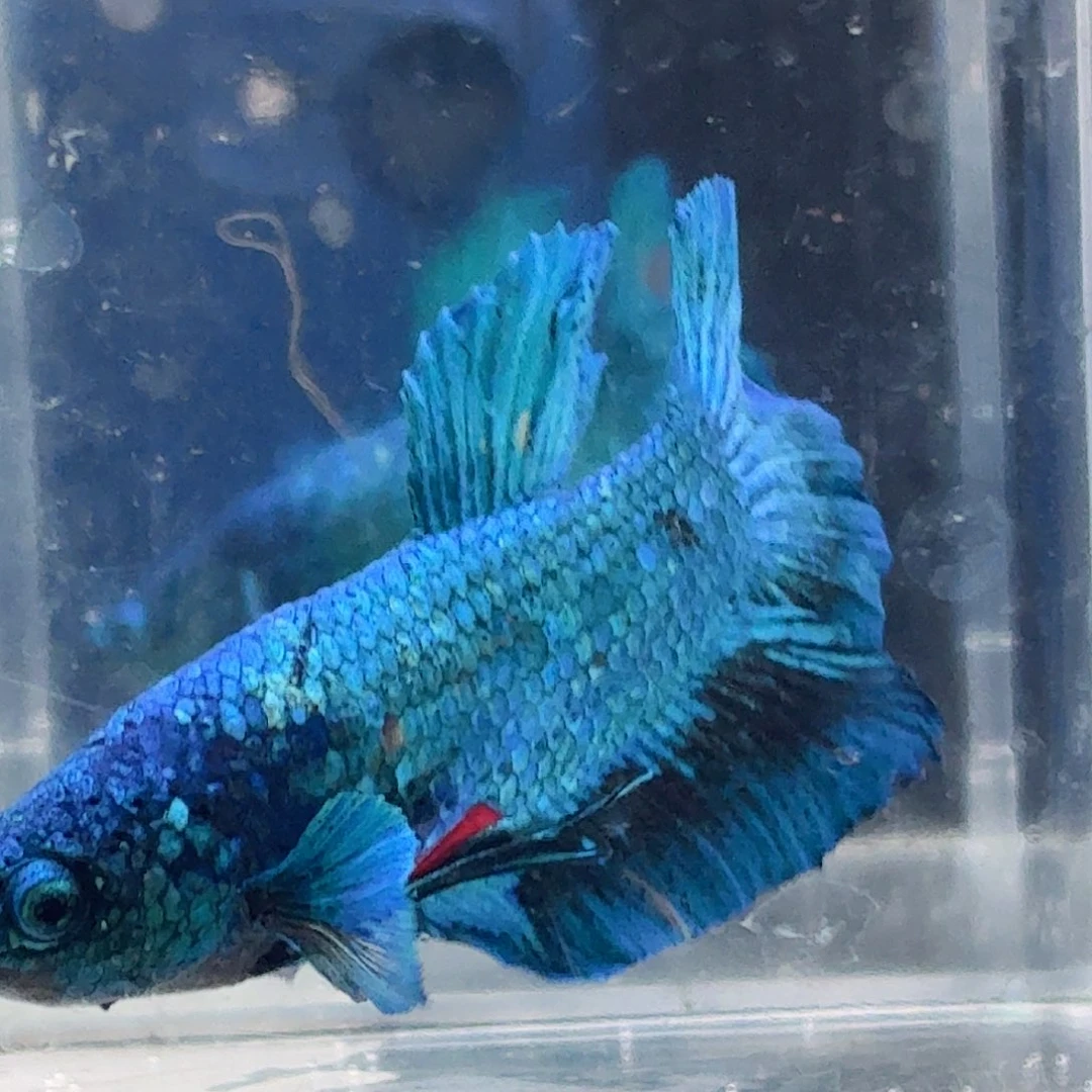 斗鱼泰国斗鱼直播45