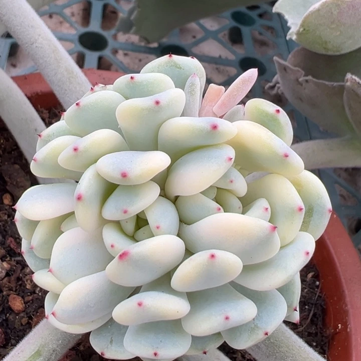 雪爪锦一物一拍锦龙