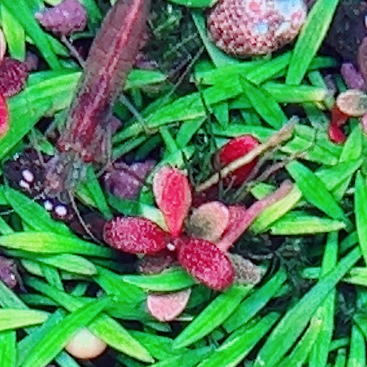 福利77号福利一头植物