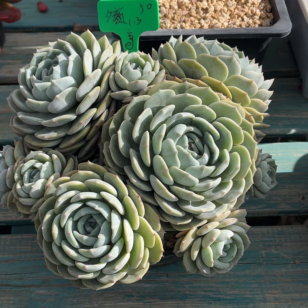 一物一拍多肉植物