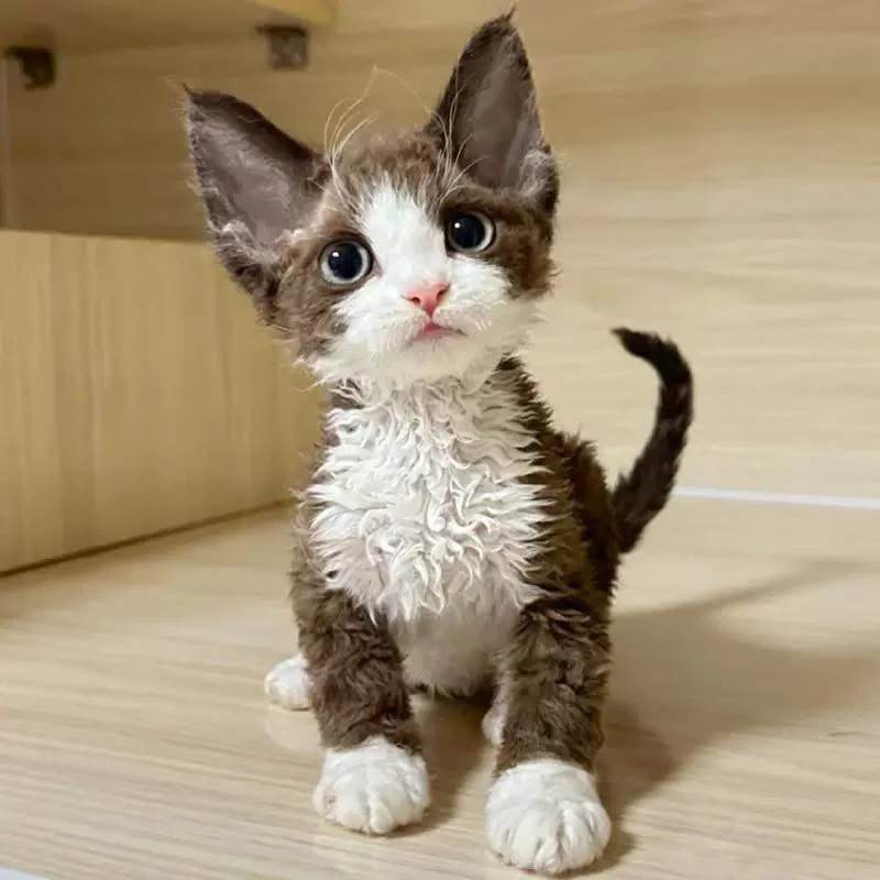大橙子德文卷毛猫价格链接