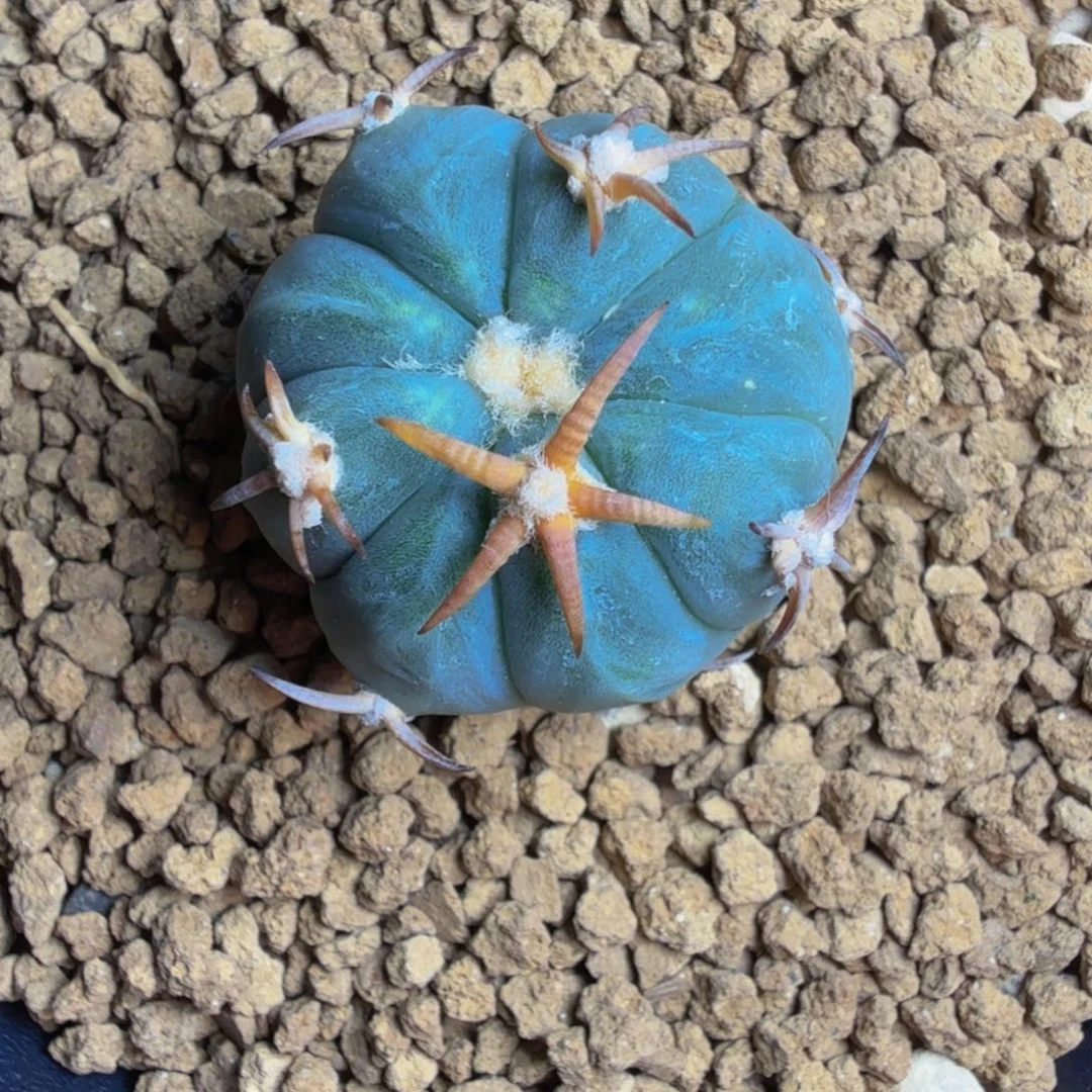 灿***王灿灿专拍实生花王