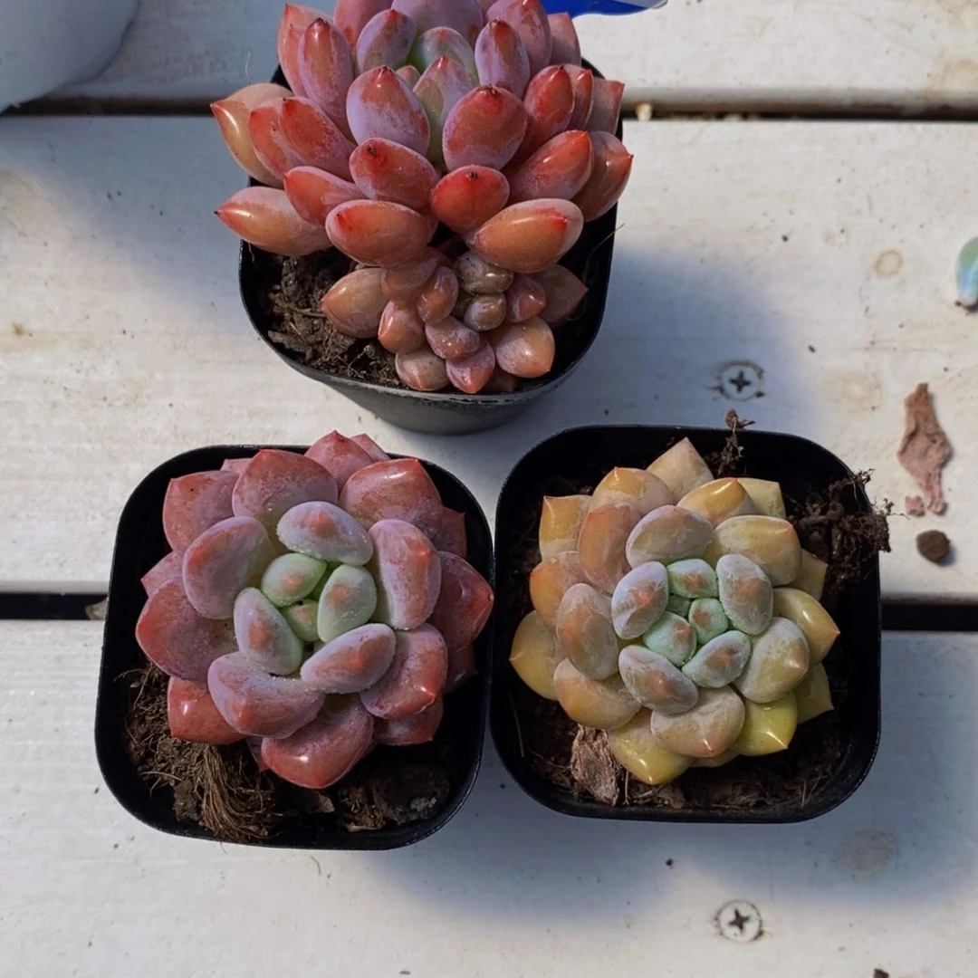 48-福利半夏捡漏三个