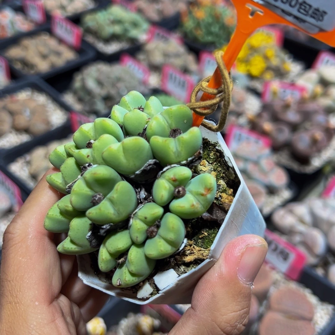 999 一物一拍，默认有伤，介意勿拍，不退不换