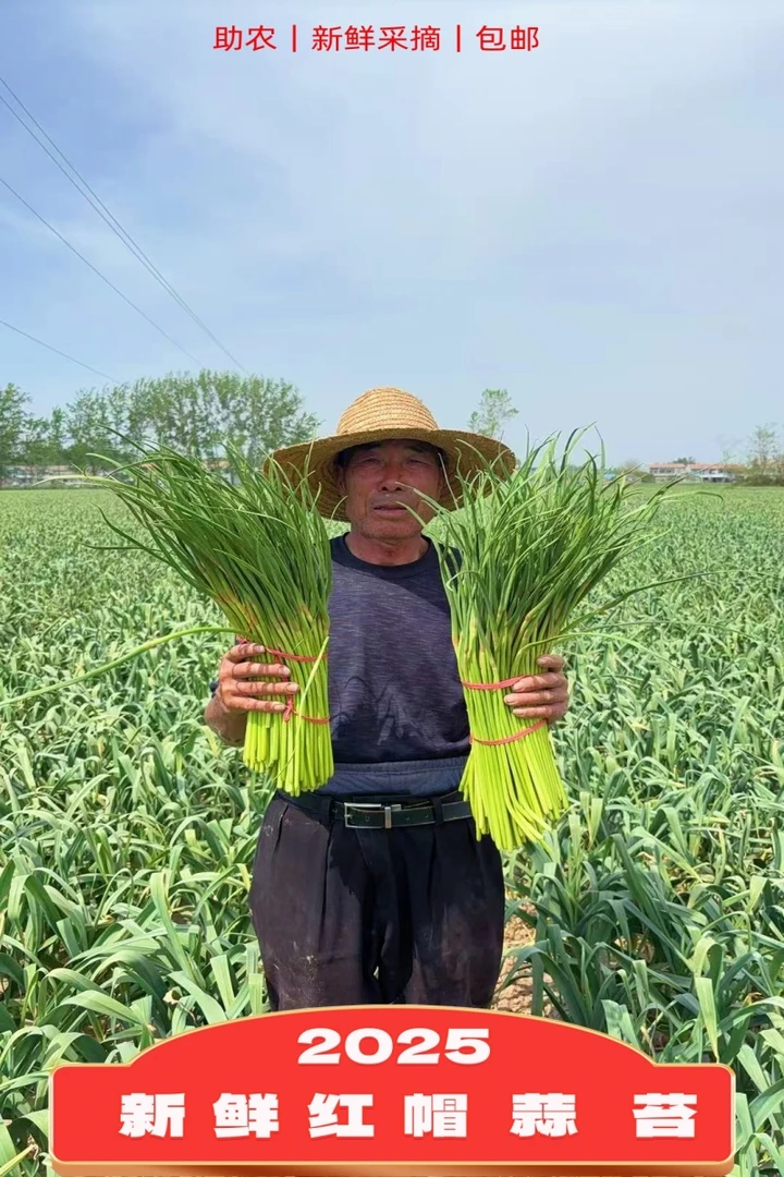 豫东产地新鲜蒜苔农家自种脆嫩2025