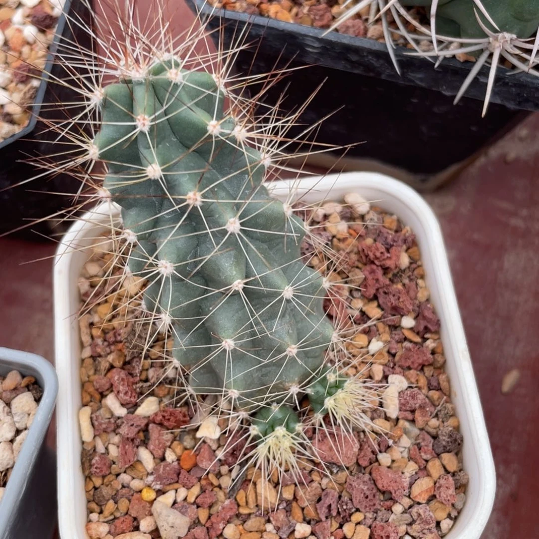 鹿角柱实生仙人球麻虾