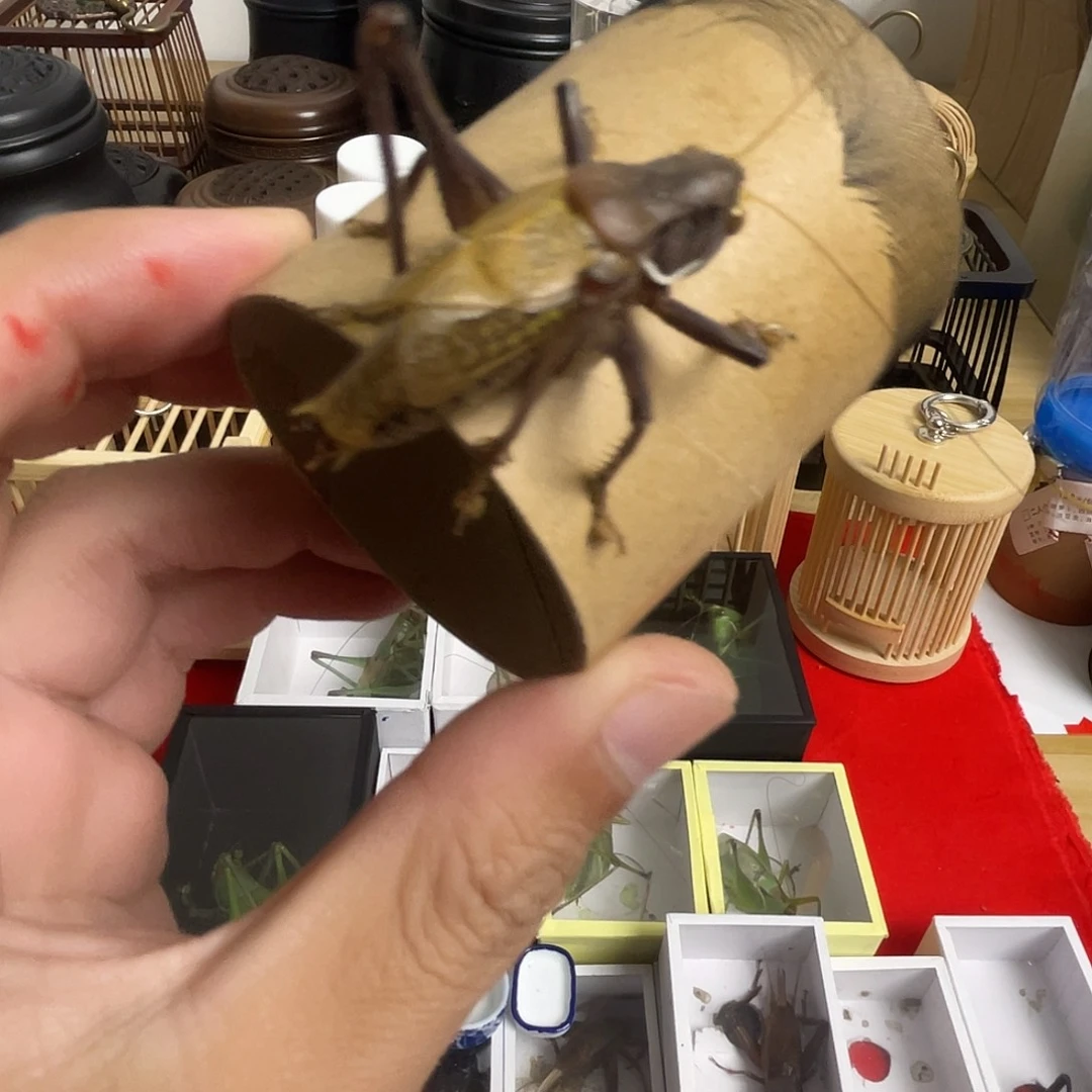 蝈蝈福利贴蝈蝈，亮灯牌，一只