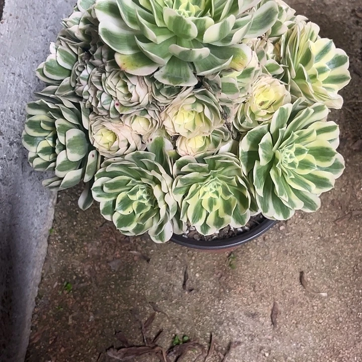 多肉植物迈巴赫锦……