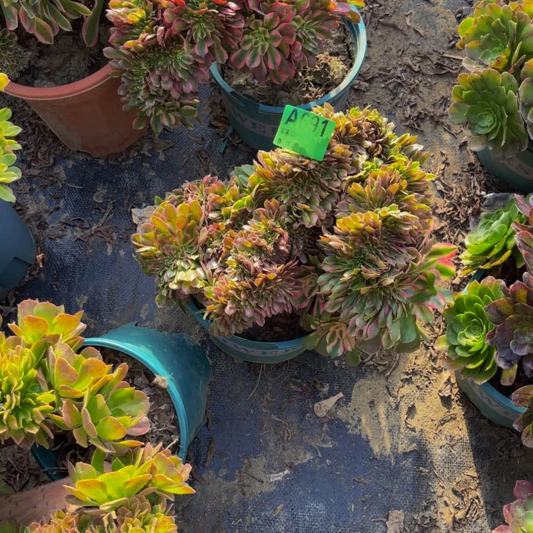 香妃法师缀化1-31