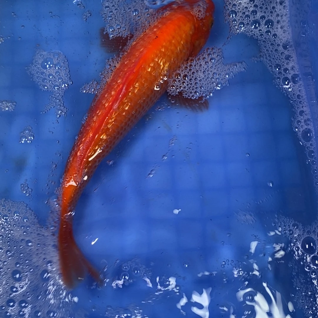 锦鲤冷水锦鲤包邮
