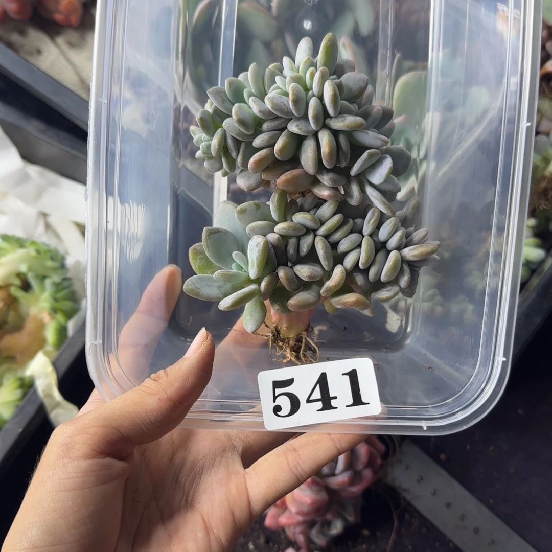 两颗粉兔一物一拍541