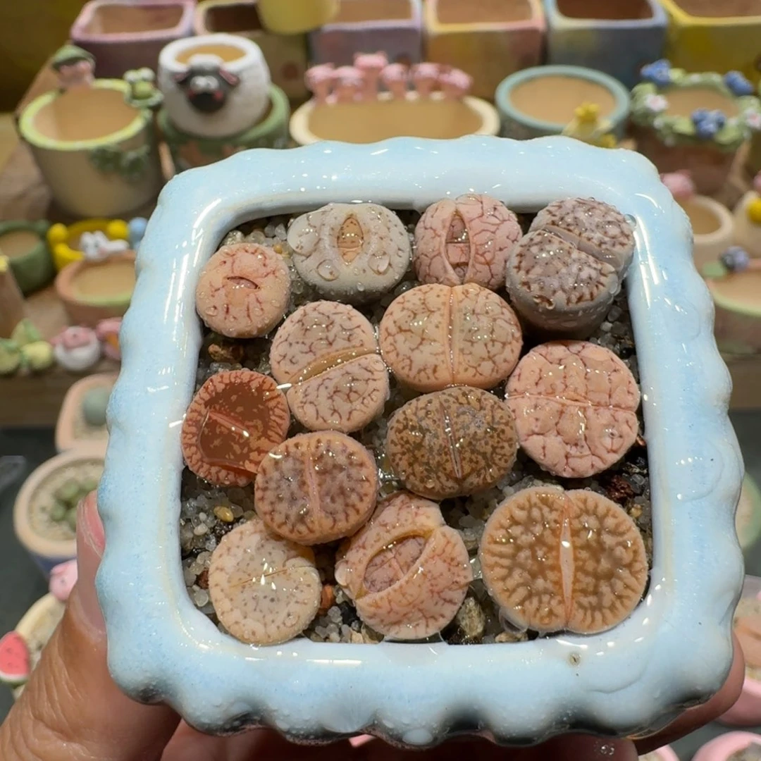 蘑菇1120彩拼多肉植物