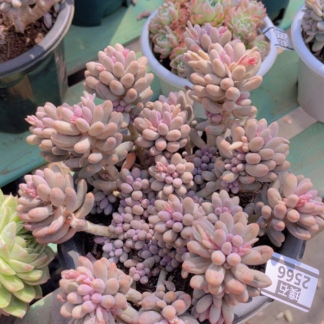 【闪购商品】婴儿手指2566