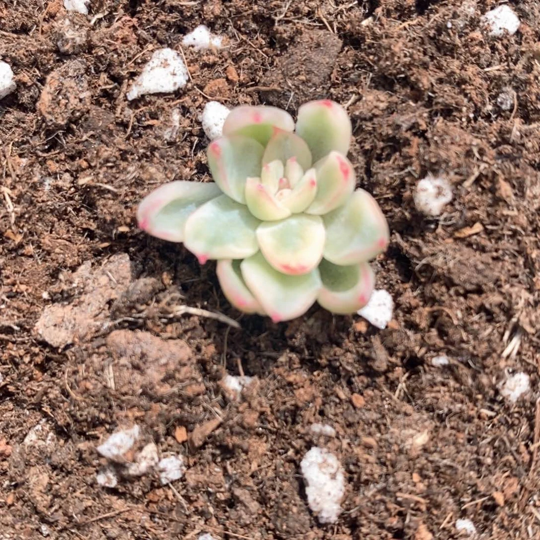 新圣骑兵锦多肉锦