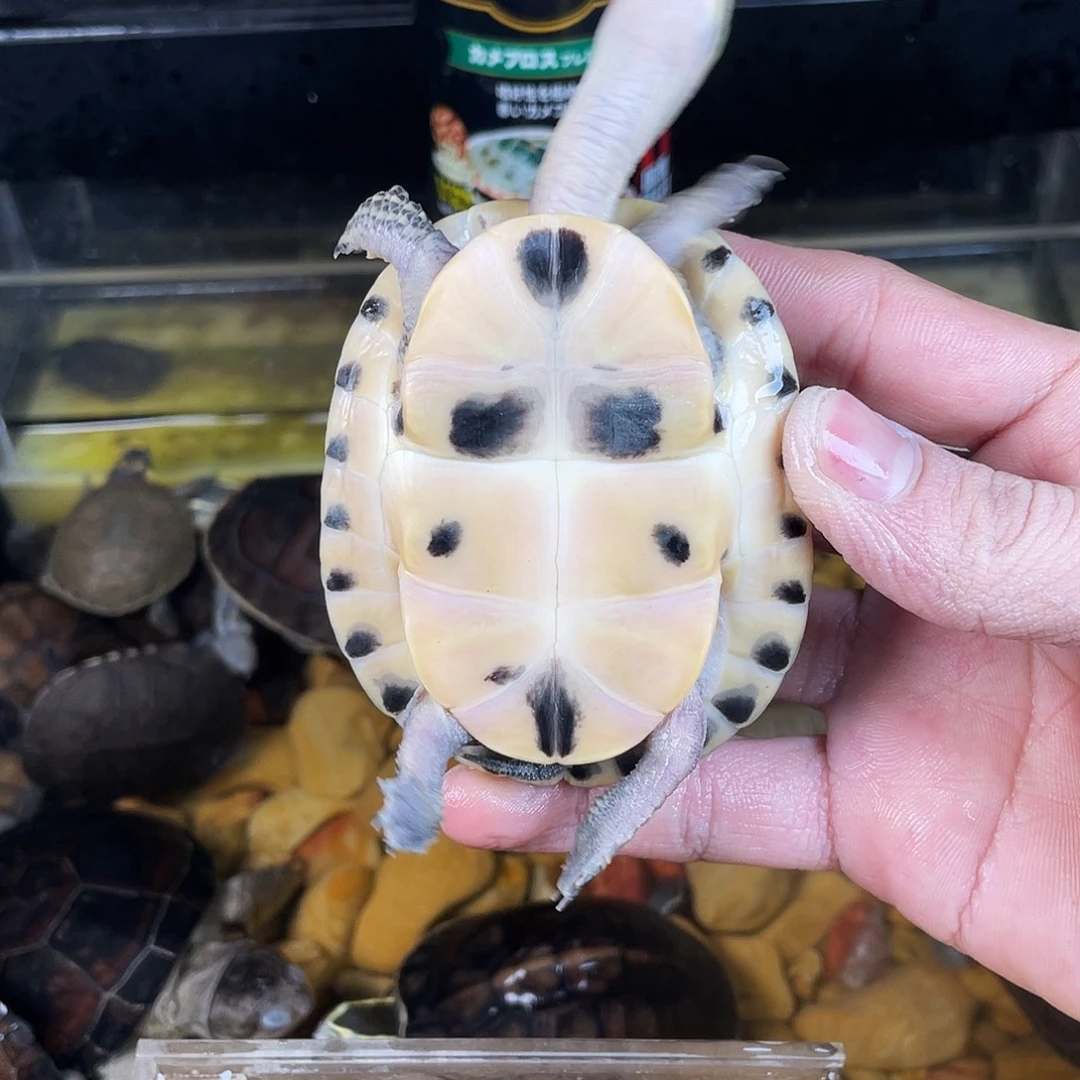 铭***铱绿毛龟母点点滴滴的订单