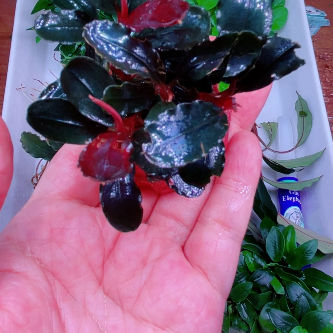 大***俊黑精灵精品辣椒榕一个