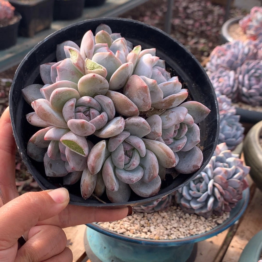 哈哈哈哈哈哈哈15