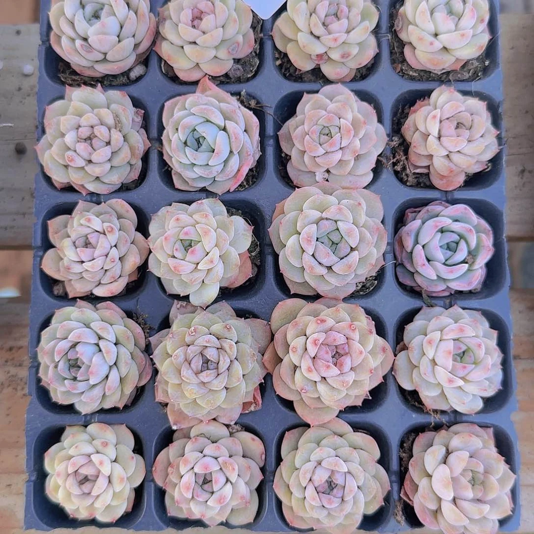 直播一物一拍多肉30