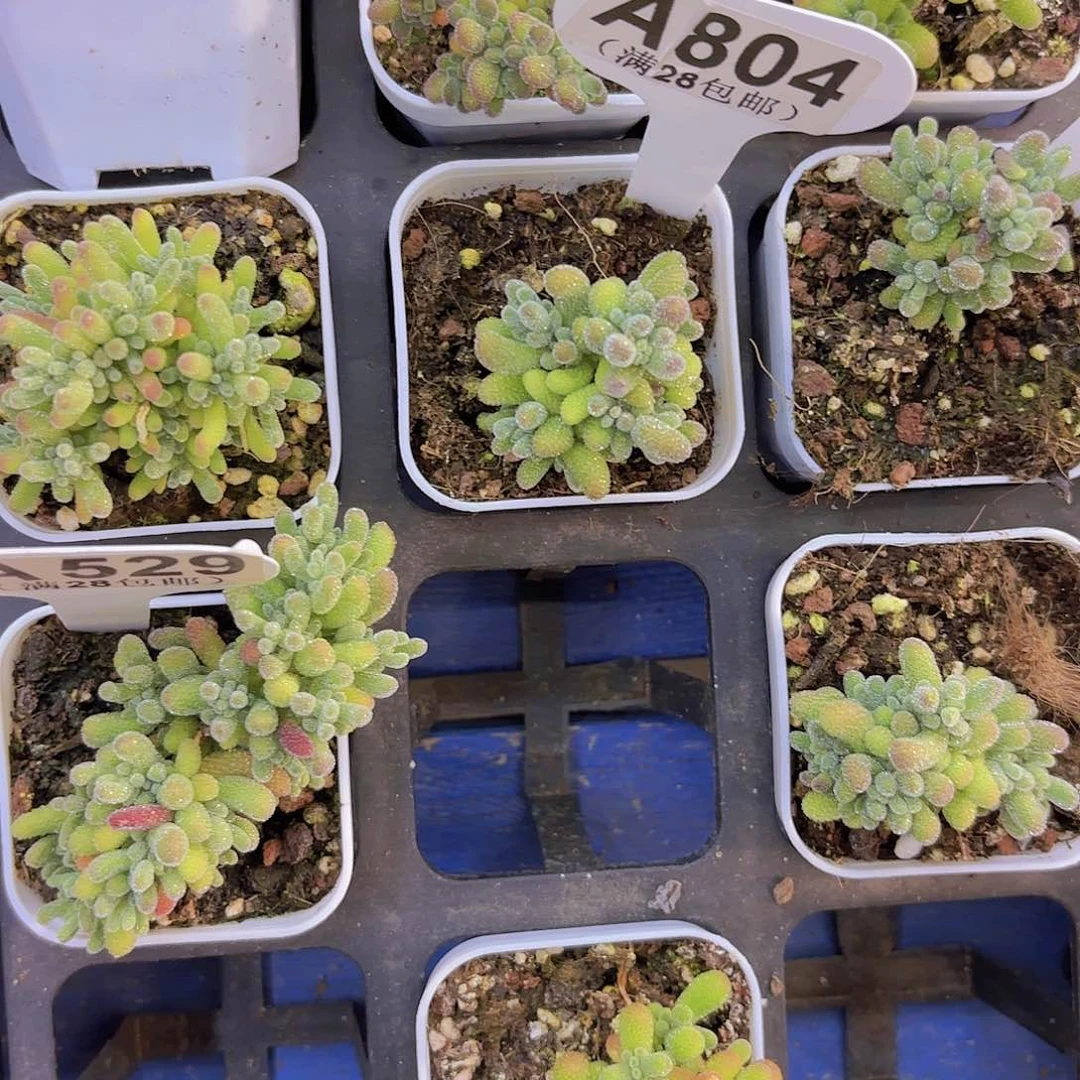 不***儿A804冰晶一物一拍