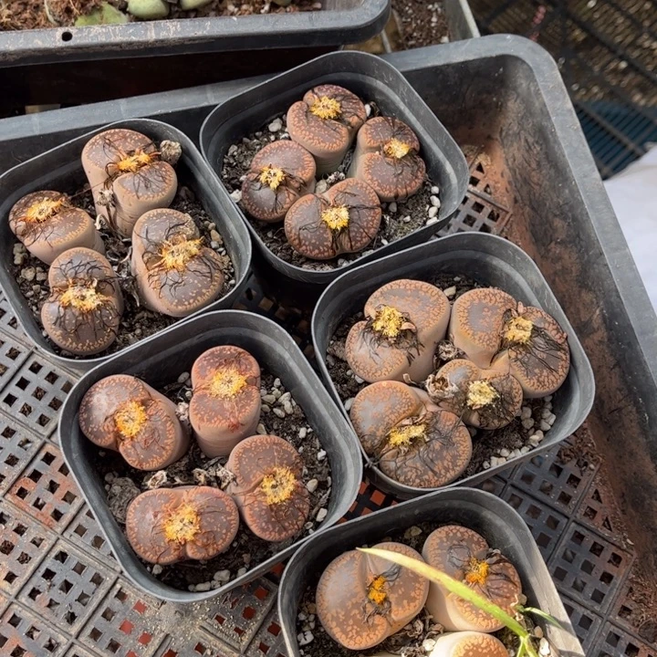 四头日轮888888888888