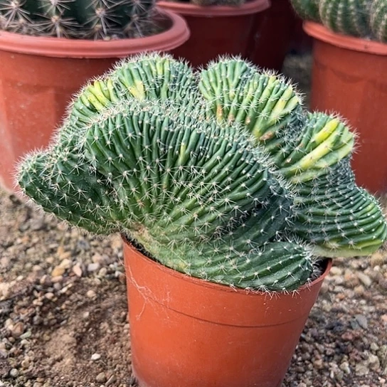 香****?实生彩草缀化锦46766788