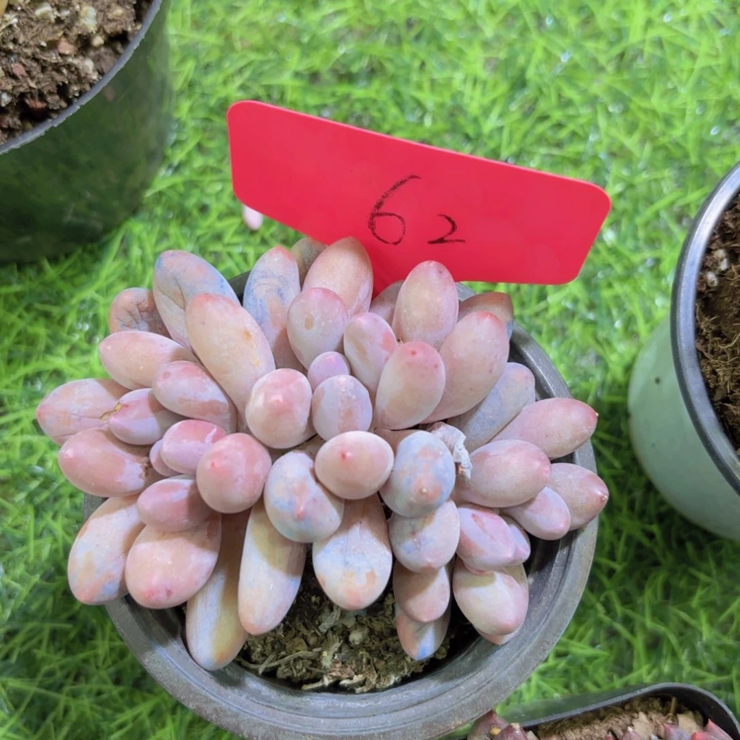 墨*我的小可爱们都好可爱