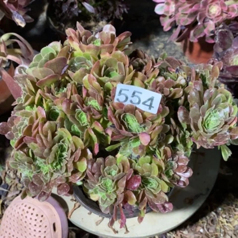 季*玫瑰缀一物一拍