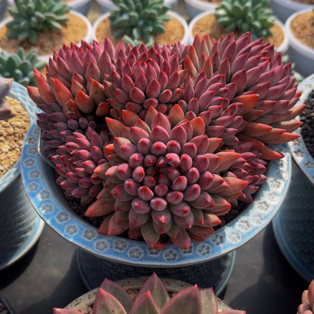 流沙体 虞美人 一物一拍