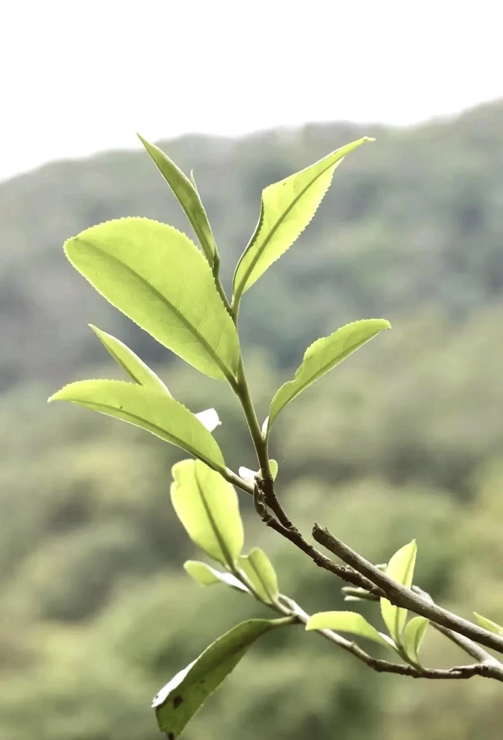 2025头春头采《弯弓国有林古树》生普50克
