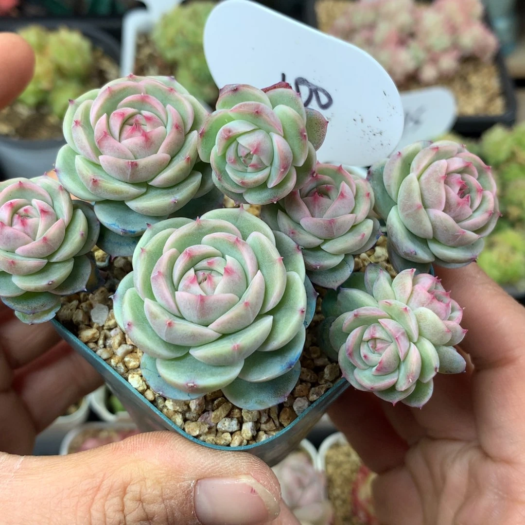 8头白芷珍妮群100