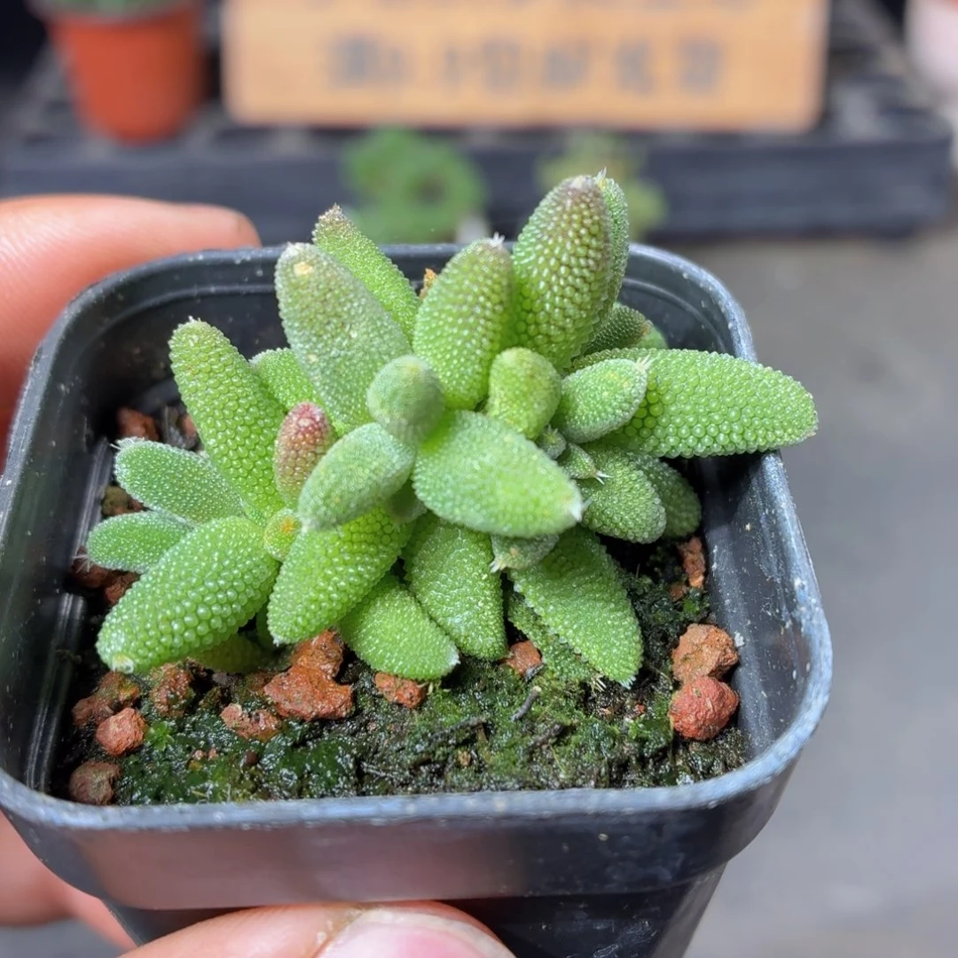 玉米枝干多肉9.9包邮发货