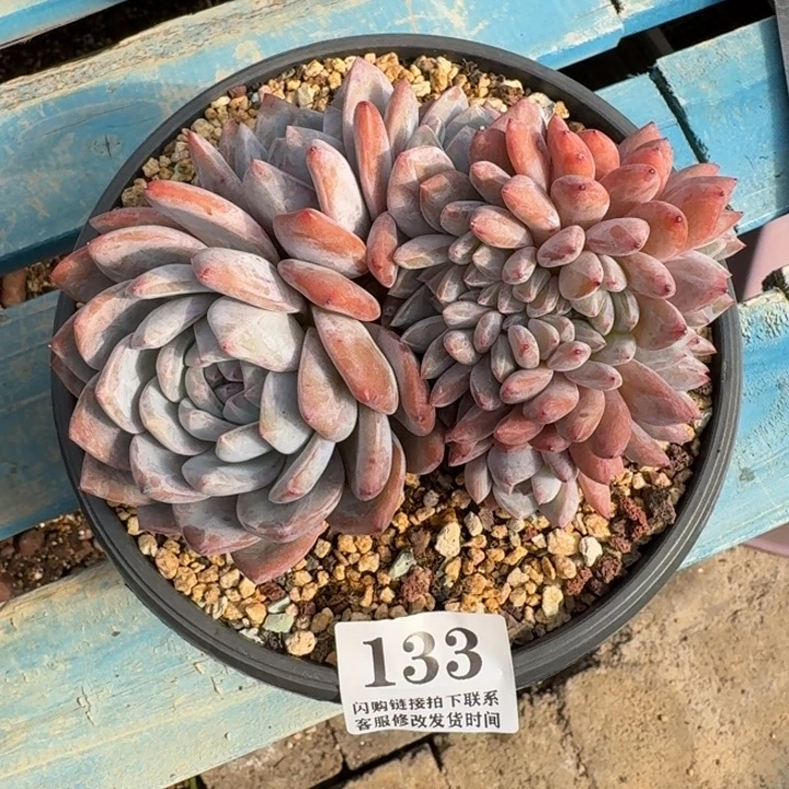 133星影缀化14cm左右无砍