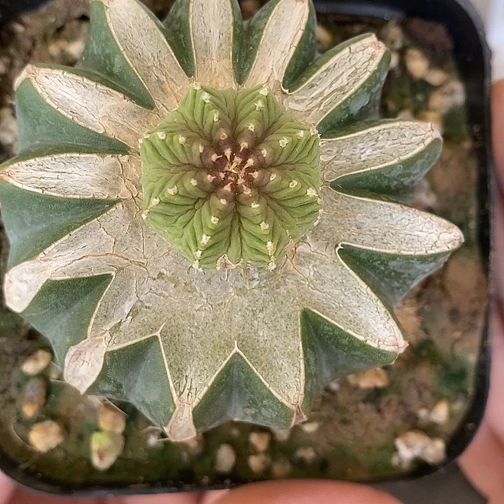 一代大玉老花笼无侧芽适合控养。底下有一点裂。462号