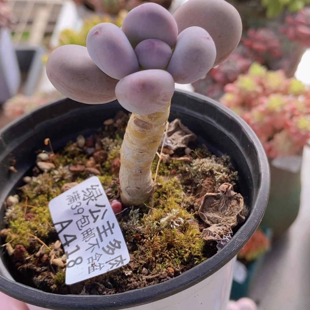 蛋黄奶单头418多肉植物