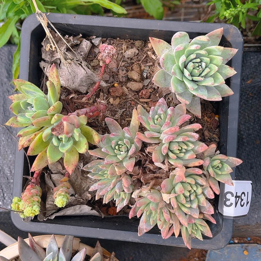 三颗特价不售后1343