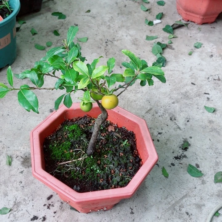 无花朵谈**生金弹子盆景树