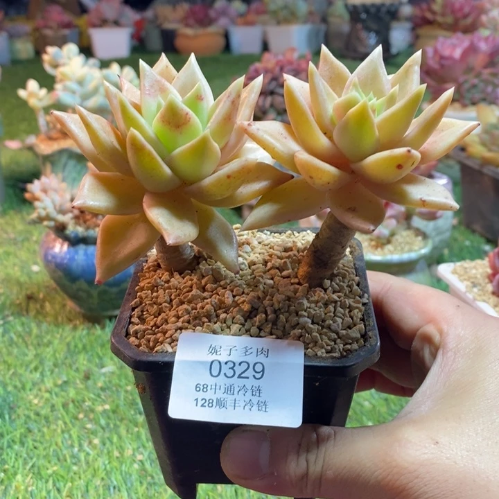 0329啊啊啊啊啊啊啊啊啊啊啊啊