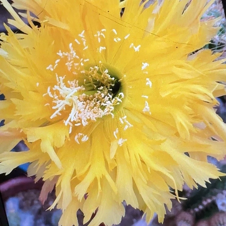 黄锯齿侧芽5公分毛花柱