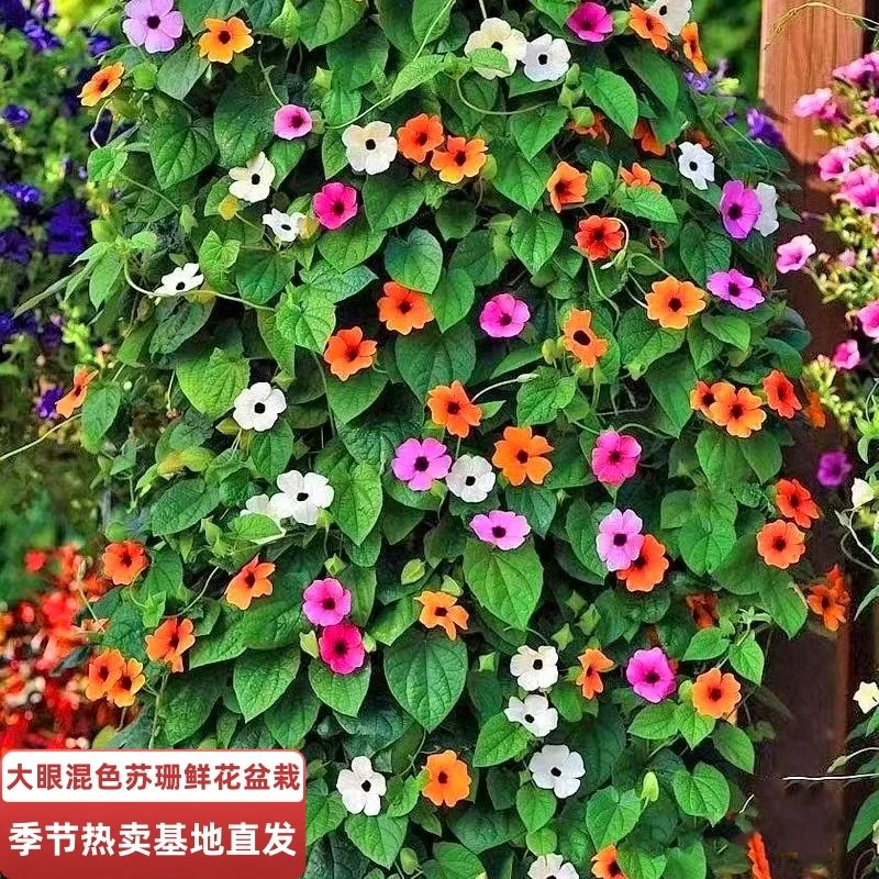 黑眼苏珊耐寒耐晒多年生爬藤植物花卉盆栽庭院阳台客厅四季开花
